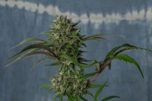 bubba kush cannabis strains