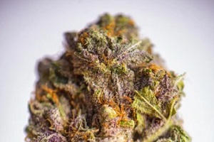 dried grandaddy purple strain