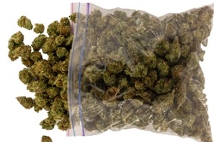cannabis buds in polythene packet for dispensary