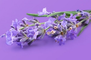 linalool flower used for cannabis for joint pain