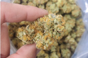 sundae driver hybrid cannabis strain in a dispensary