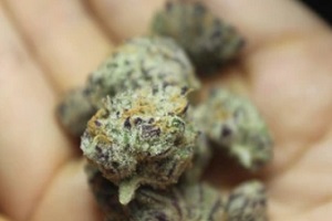 purple punch cannabis edible