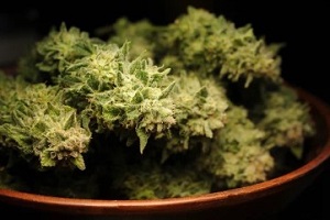 hybrid cannabis strain in plate